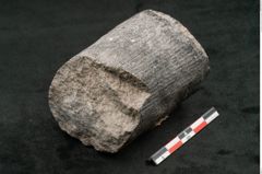 Foto (Seitenansicht) von Calamites communis Ettingshausen (NHMW-GEO-2024-0188-10966)